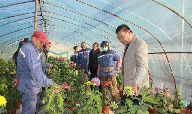 德州锦绣川必赢平台景区提高菊花栽培技术 锻造高素质人才队伍(图2)