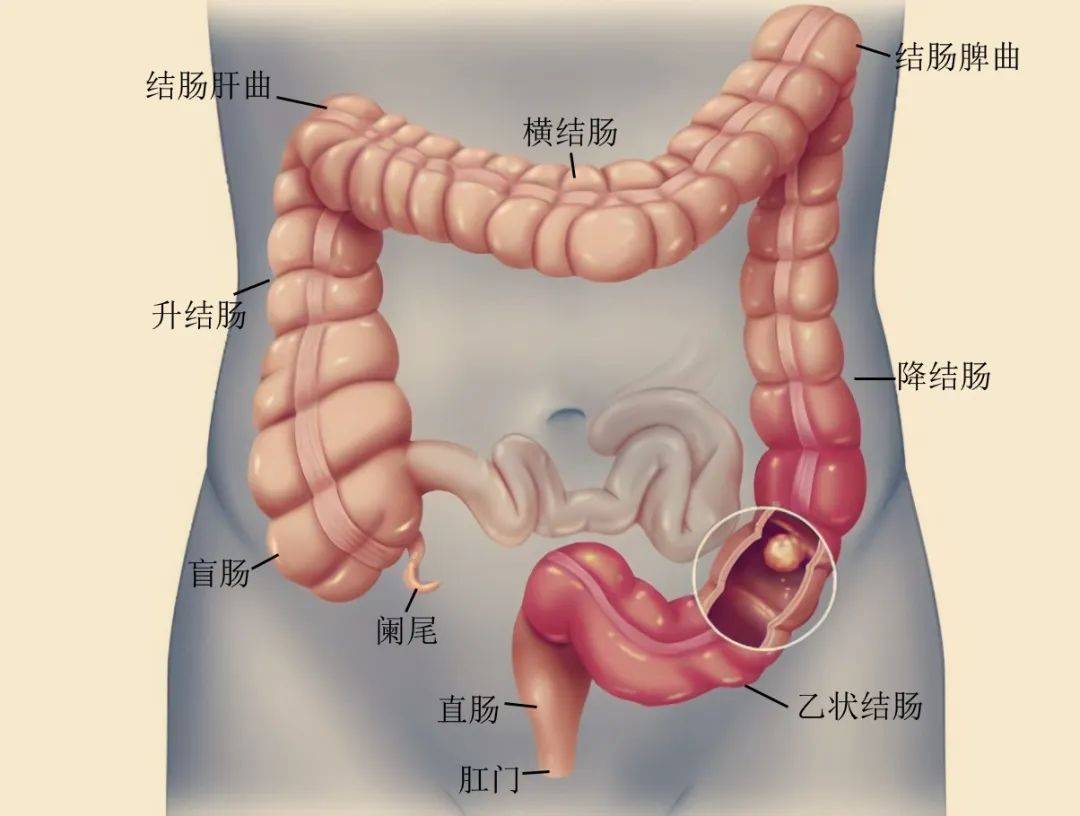 结肠在什么位置图片图片