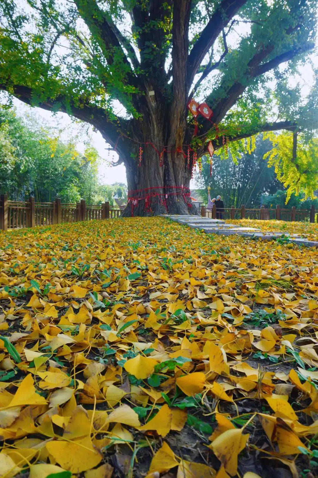 摄初冬时节如皋市定慧寺内一棵古银杏树满目金黄呈现出树壮枝叶茂