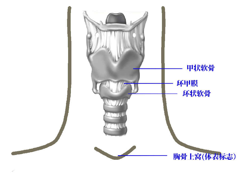 环状软骨体表位置图片