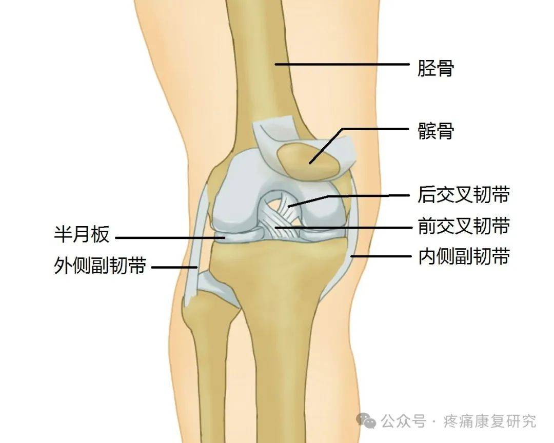 膝盖韧带构造详细图图片