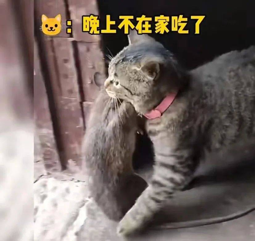 见过广东的大老鼠,还以为是哥斯拉_土猫_见识_季风气候