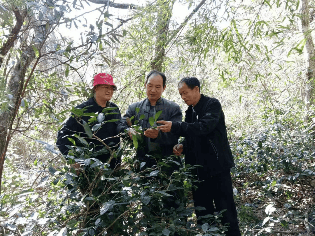 华体会江西武宁：野生茶飘香 村民乐开怀(图1)