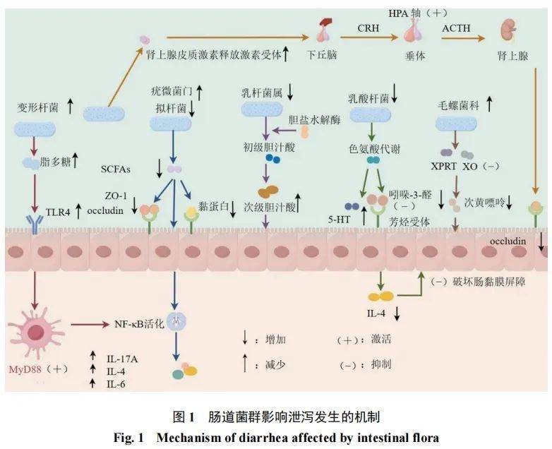 中药复方调控肠道菌群改善泄泻的作用及机制研究进展_大肠杆菌_模型_饮食