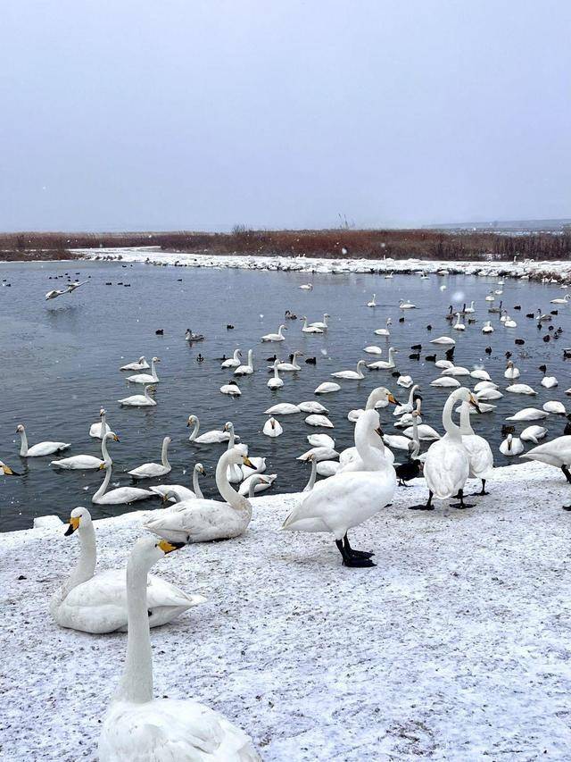 冬日之美,威海不止有雪!这八大景点真的一点也不输北海道_栈道_沉船_天鹅湖