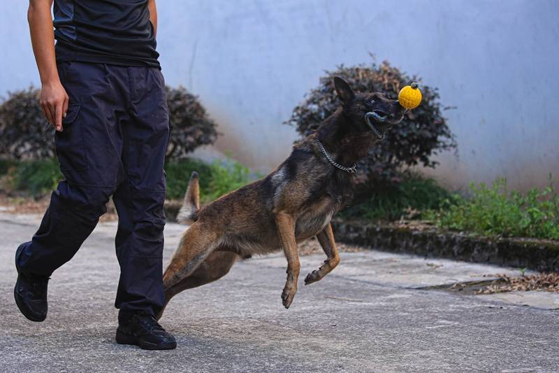 警犬刀锋现状图片