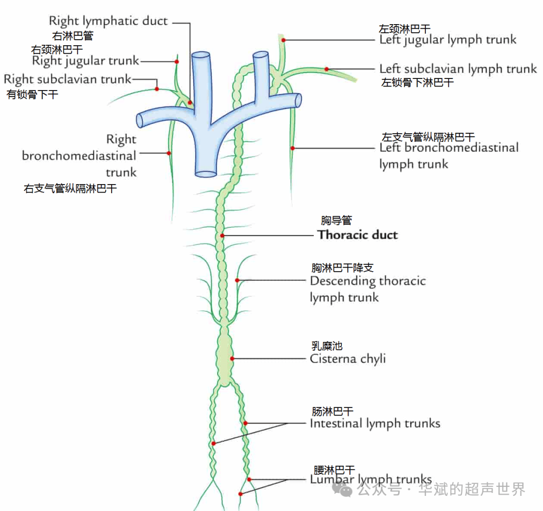 右淋巴导管图片