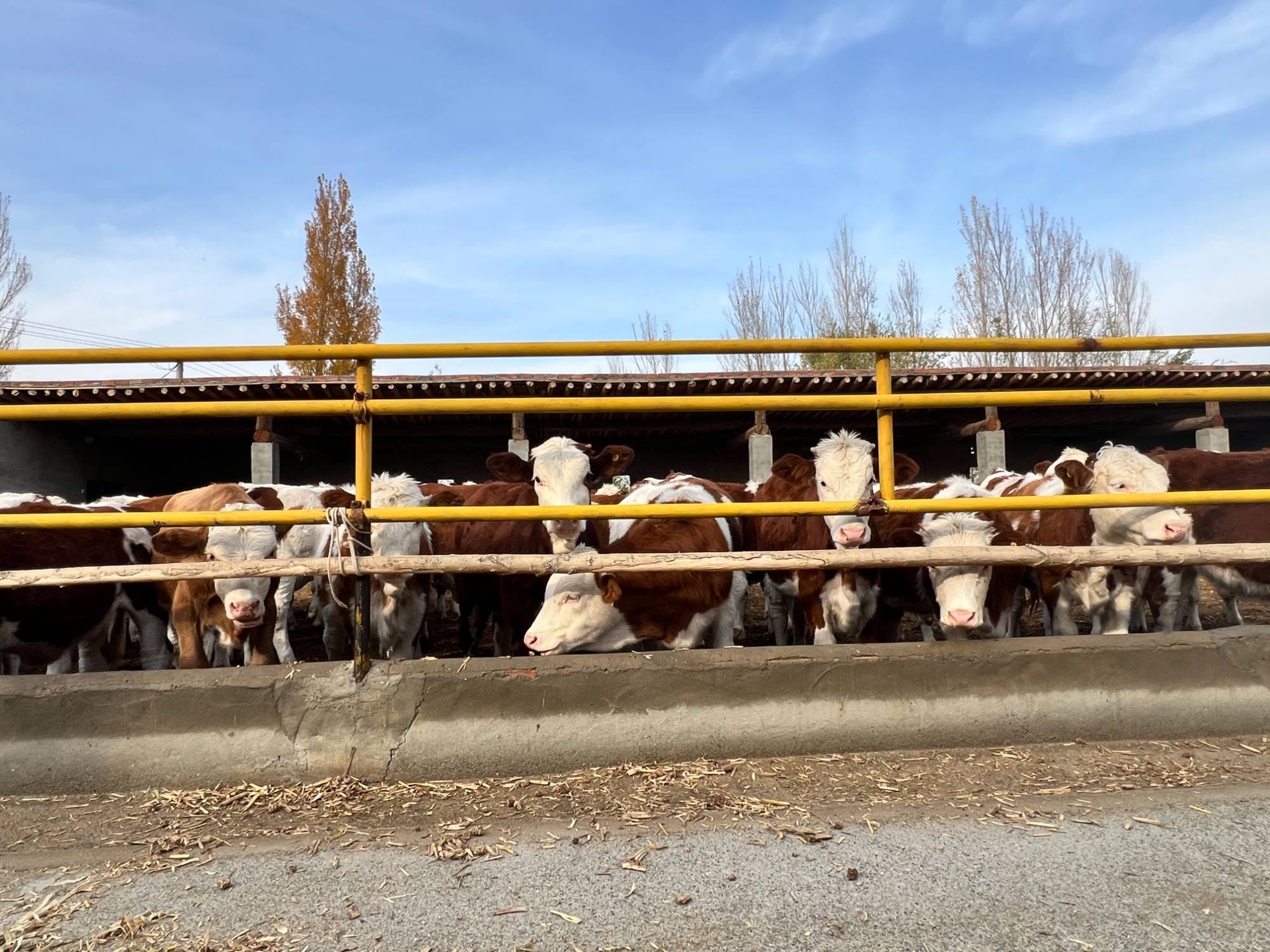 肉牛养殖业前景怎么样(肉牛养殖业前景怎么样啊)