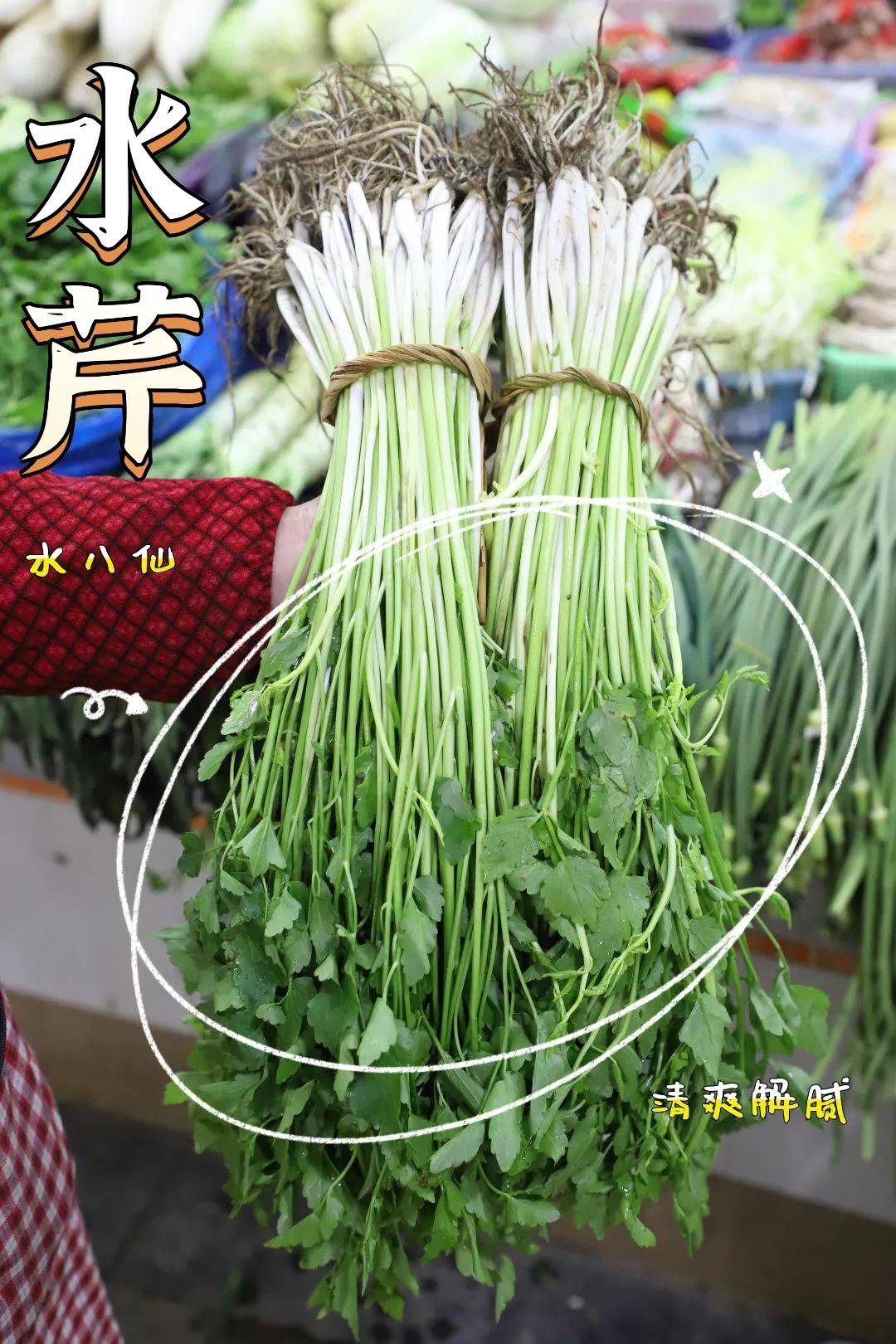 水芹是苏州水八仙中的一只当家产品水芹中最好吃的是那段又白又嫩