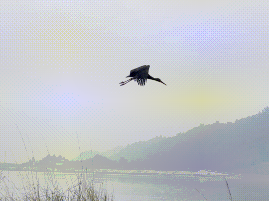 "鸟中大熊猫"黑鹳:从"落难王子"到"自由飞翔"