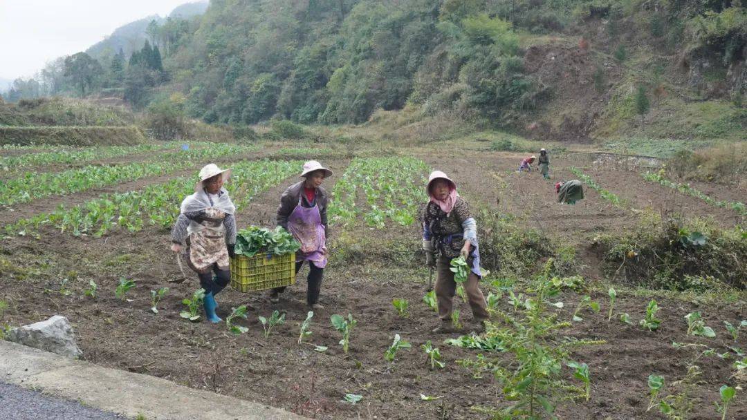 必赢下载实兴乡：推进油菜种植提质增效(图2)