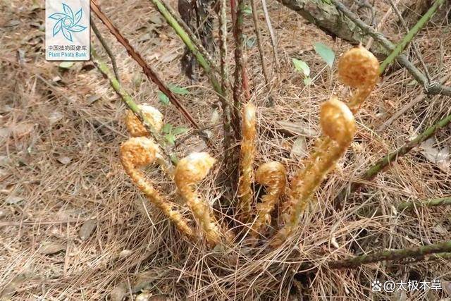 金毛狮子,见过吗?可用于腰膝酸软,下肢无力,风湿痹痛