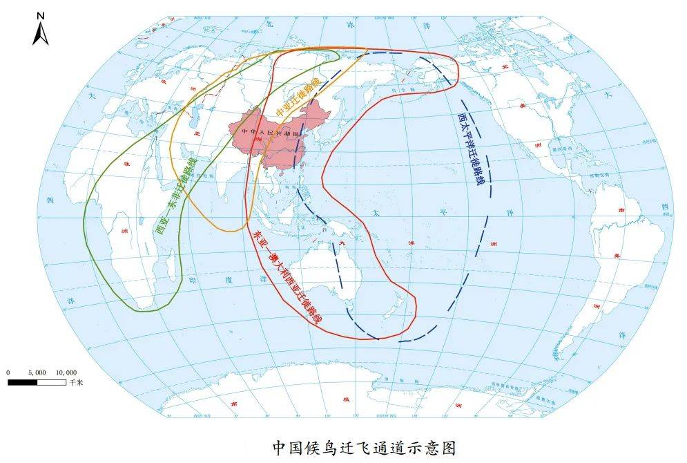 北京高质量保护候鸟迁徙通道