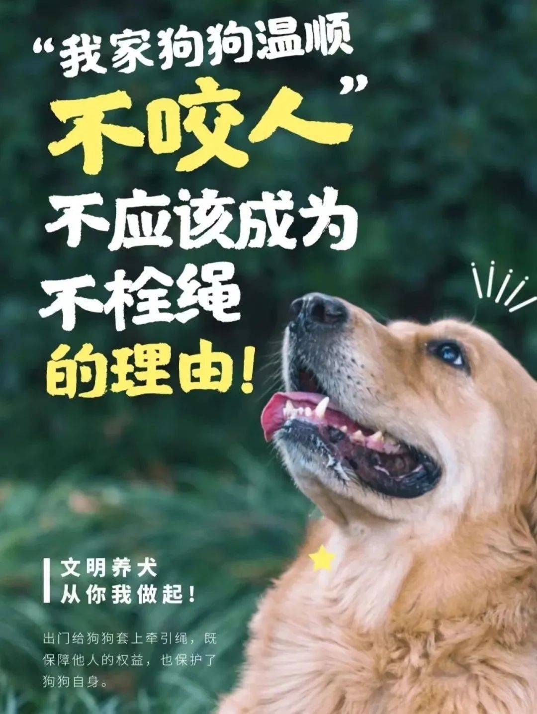 遛狗不牵绳但因为部分养犬人的不文明行为给我们的生活带来了很多美好