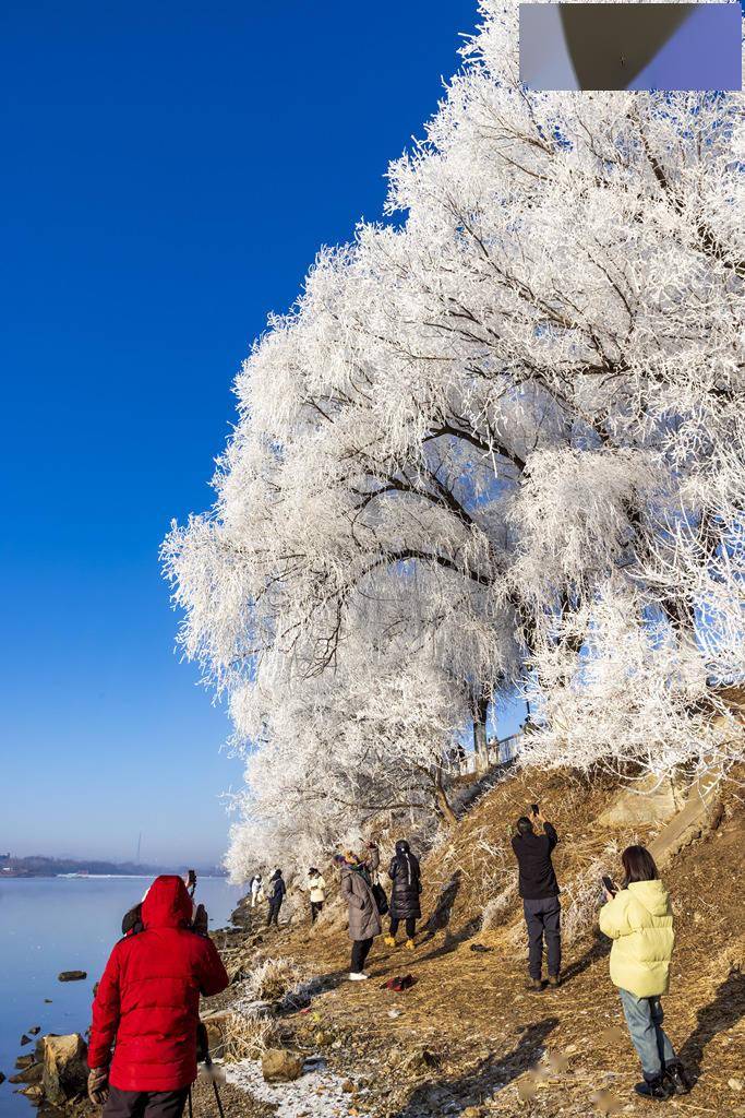 松花江畔首场雾凇图片