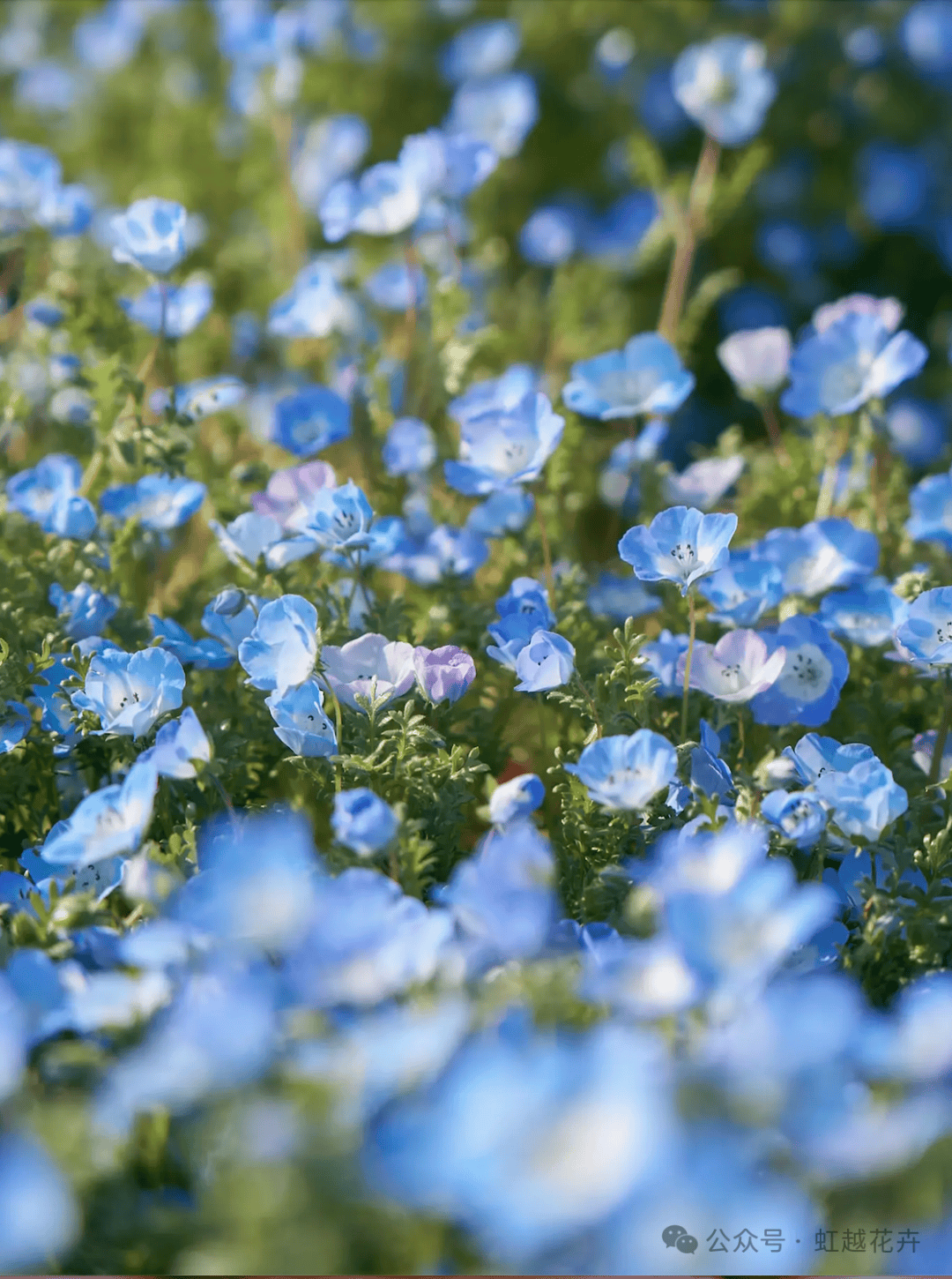 春日最美"小野花",小盆栽也能开成梦幻蓝色花海
