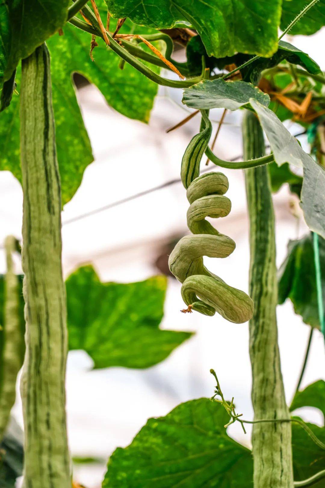 太空种子长出的神奇蔬果,来东莞这里看!