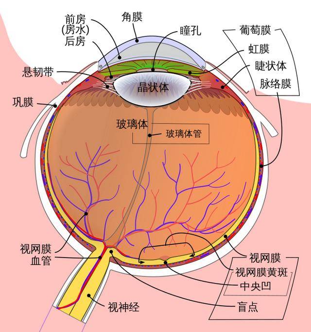“虹膜写真”火了️网友：给眼珠子拍艺术照安全吗？