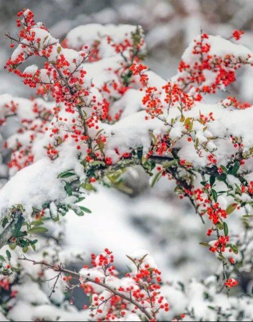 石柱黄水雪景图片