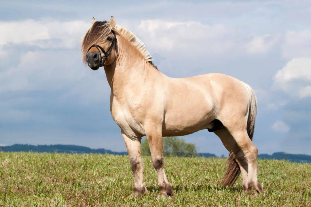 世界知名矮种马介绍