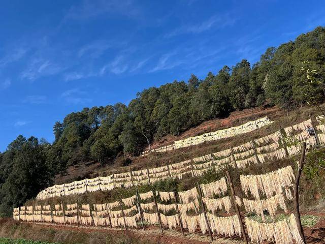 禄劝撒营盘镇三合村水果萝卜助开云体育农增收(图1)