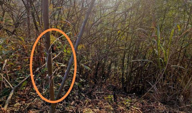 湖北黄石一教师遭捕兽电网电击身亡 家属：五年至少三人被电击过