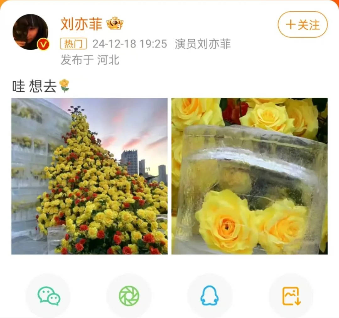 图片[4]-哈尔滨冰封黄玫瑰美上热搜！刘亦菲发文：哇，想去！ -华闻时空