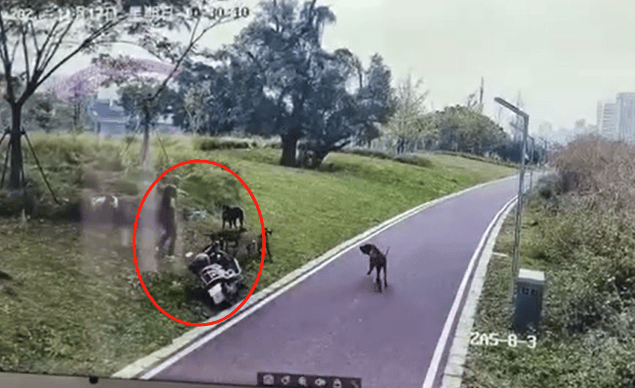 江西赣州4条猎犬攻击撕咬女子和3岁女儿,两涉案人员被采取刑事强制措施,家属发声 江西赣州4条猎犬攻击撕咬女子和3岁女儿,两涉案人员被采取刑事强制措施,家属发声