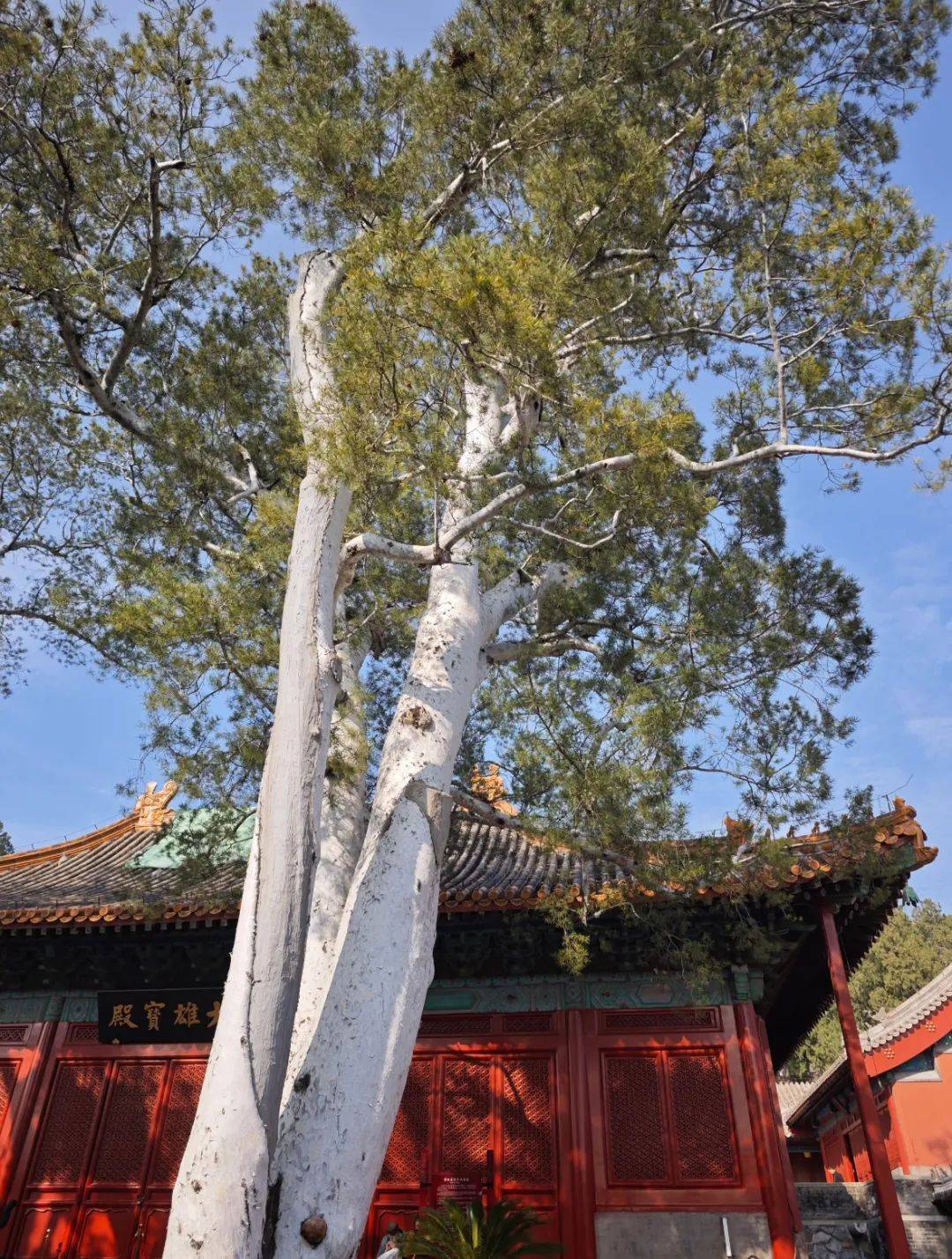 见证石景山时代发展和变迁的白皮松_价值_经济_园林