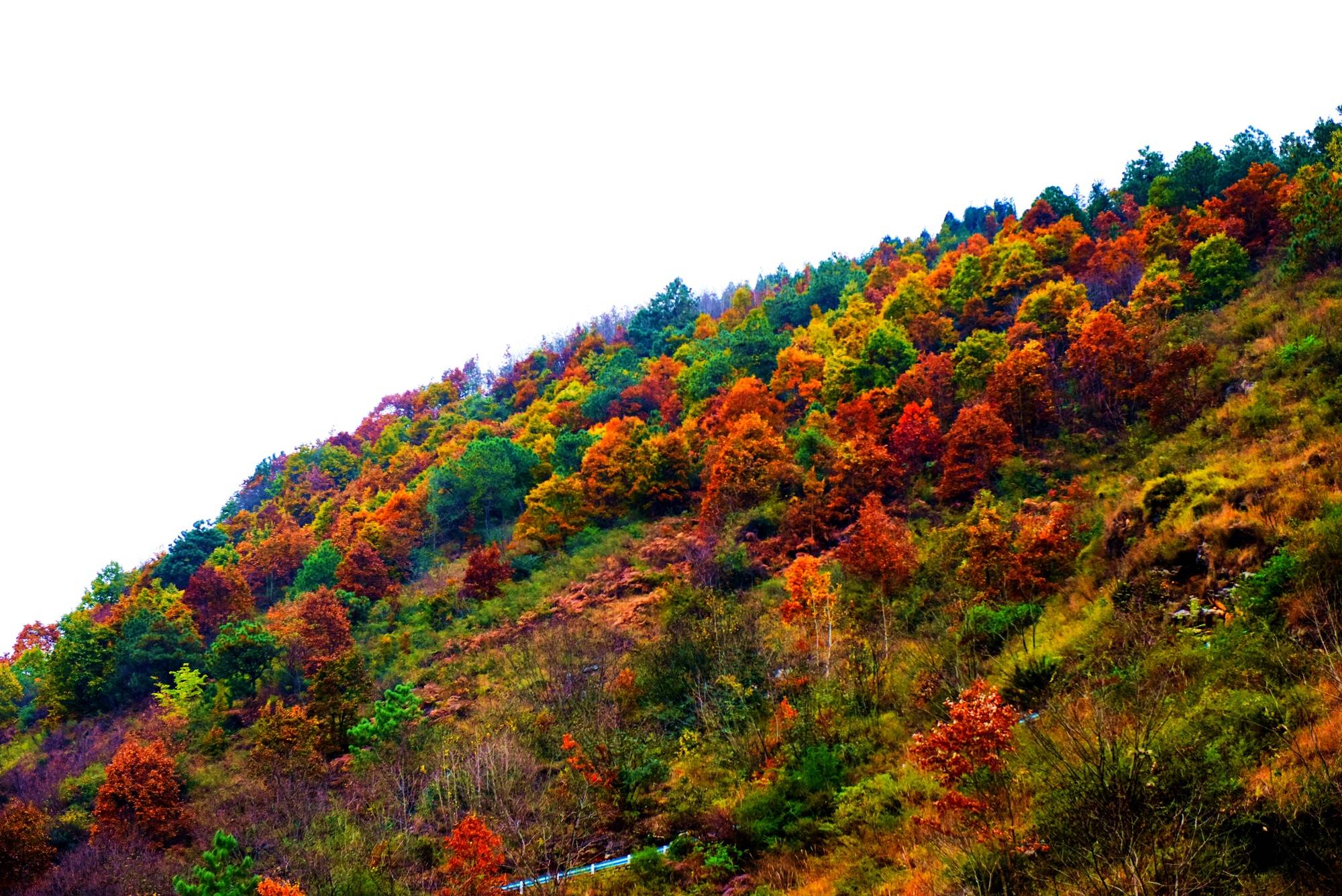 贵州六盘水钟山区:红叶映山峦 景美若画卷