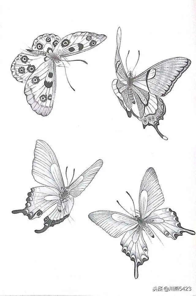 素材 | 一组漂亮的蝴蝶工笔素材44图 请收藏