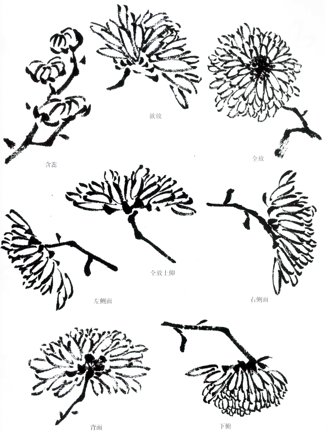 吴昌硕,齐白石是这样画菊花的