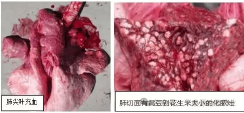 犊牛链球菌症状图片图片