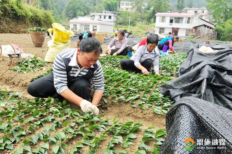 恩施玉露：一片绿叶的“闯关出圈”之旅一竞技(图5)