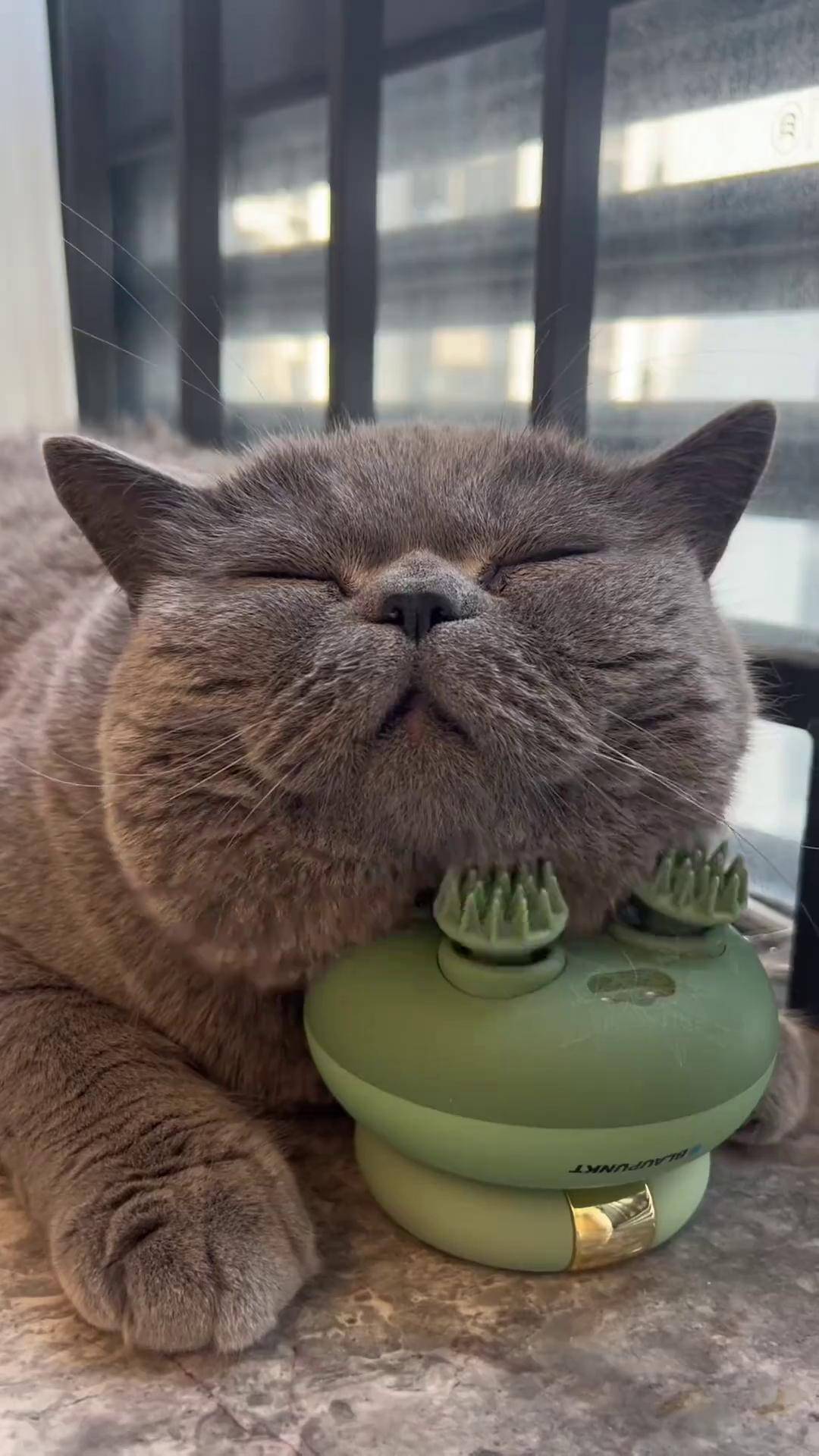 这蓝胖子是懂得享受的蓝猫日常 英短蓝猫 我的大脸猫
