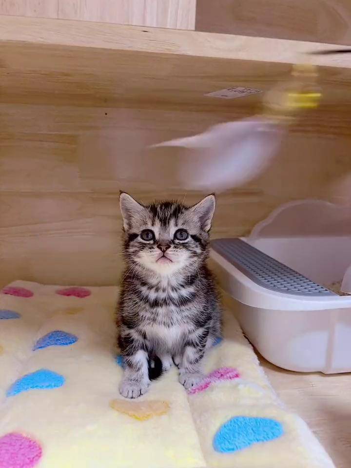 美短标斑妹妹蹲新家美短虎斑猫 美短 美短标斑 猫猫幼崽