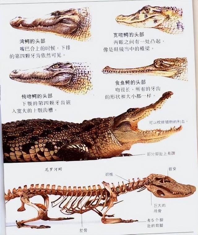 鳄鱼的眼泪假慈悲图片