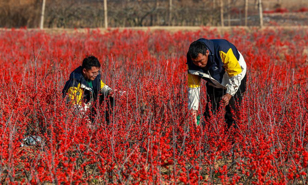 6686体育平台叮咚买菜2000万枝年宵花开售鲜花订单农业助力乡村振兴(图2)