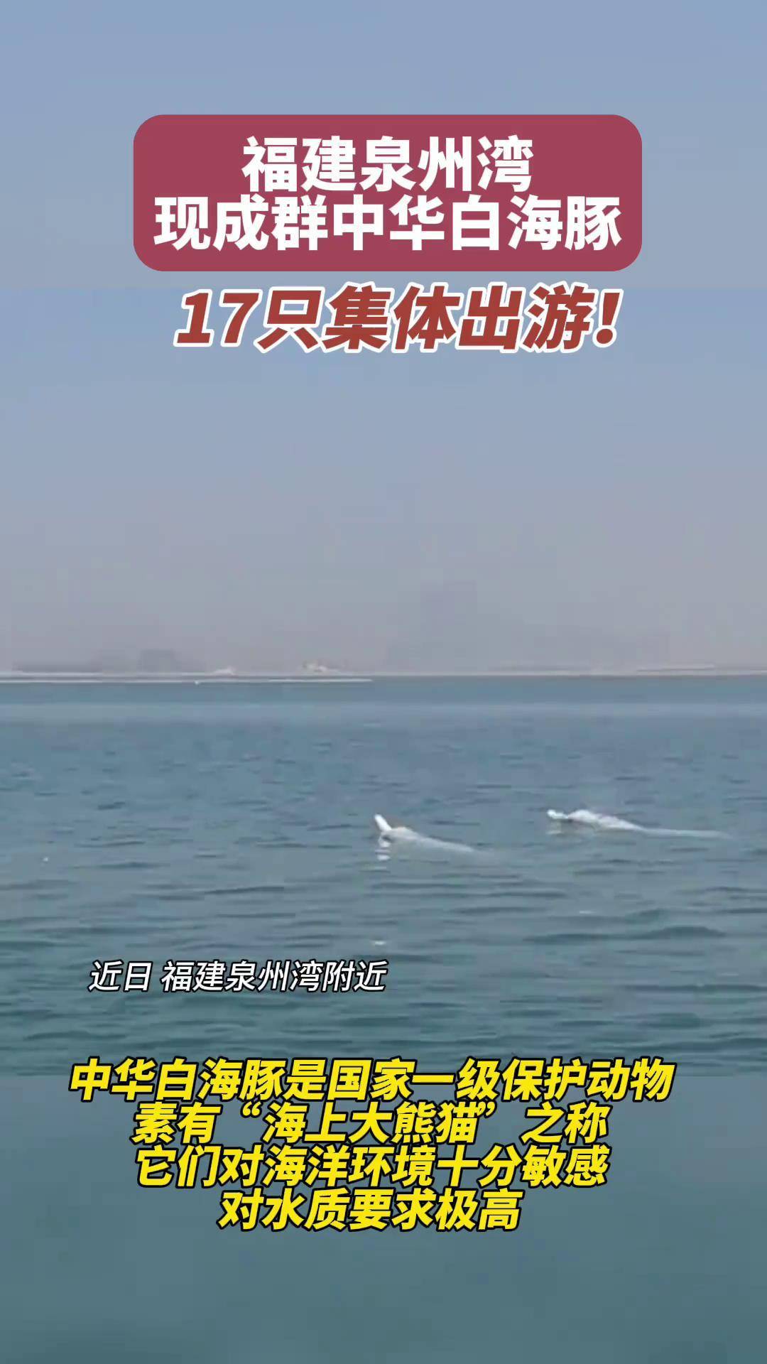 17只集体出游! 福建泉州湾现成群中华白海豚