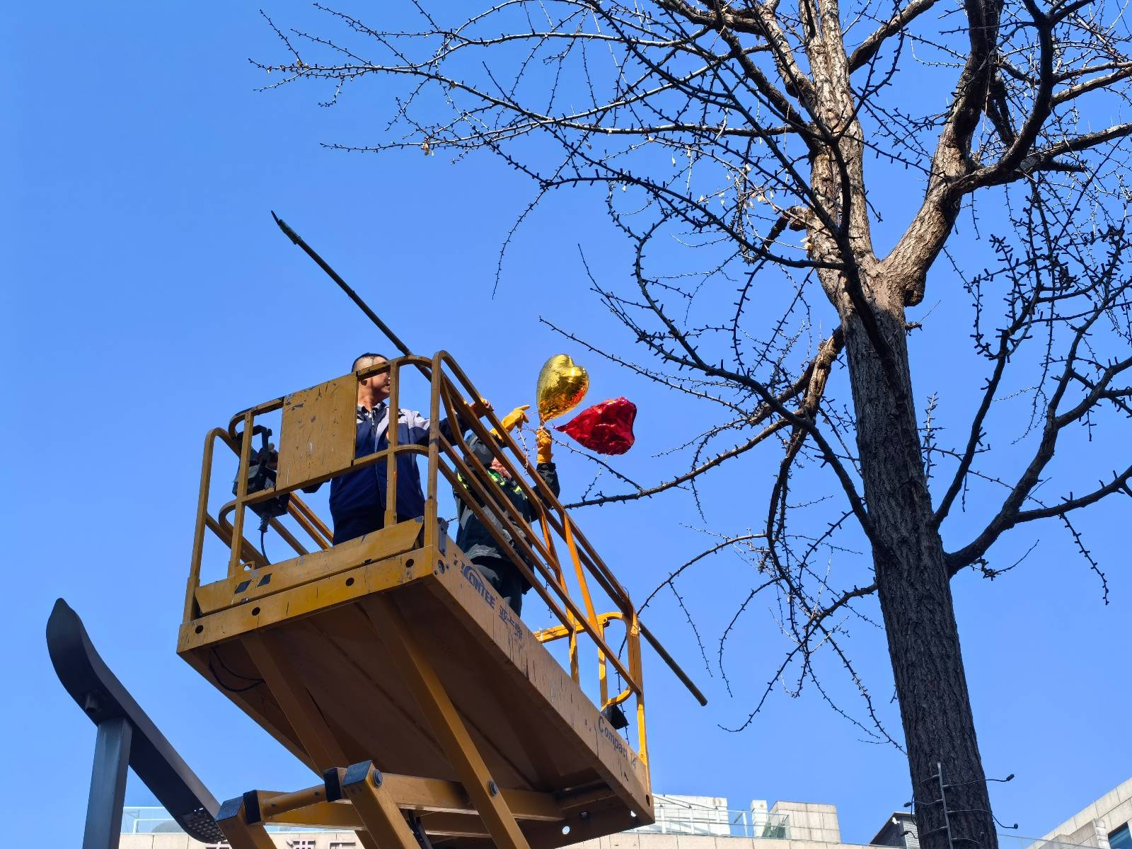跨年夜后西湖边树上挂满气球，相关部门：清理一棵树要半小时，力争今天完成