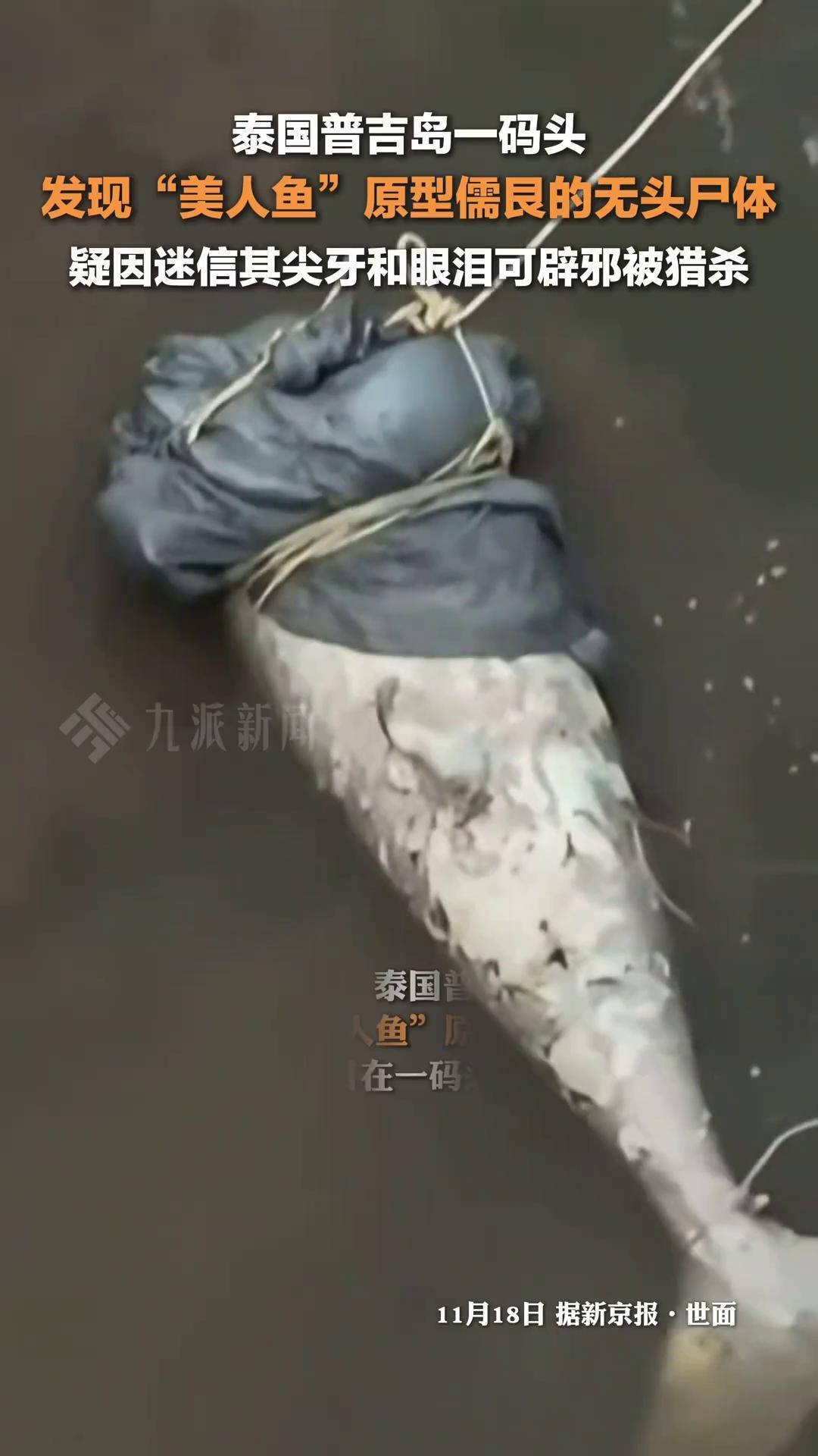 11月18日报道,泰国普吉岛一码头发现美人鱼原型儒艮无头尸体 ,疑因