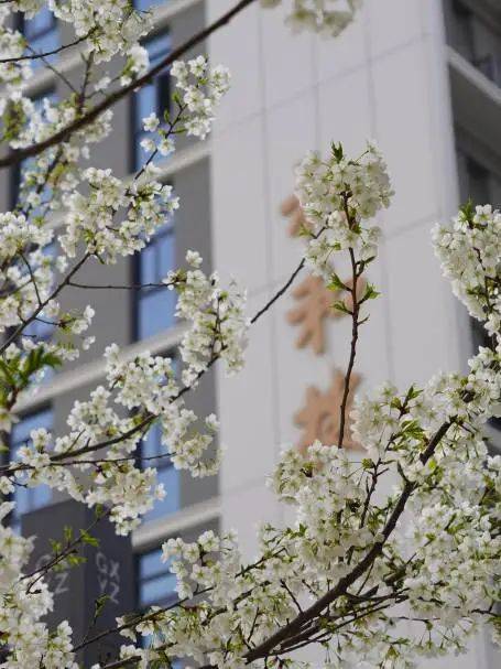 西安高新第一中学_西安高新第一中学_陕西省示范高中