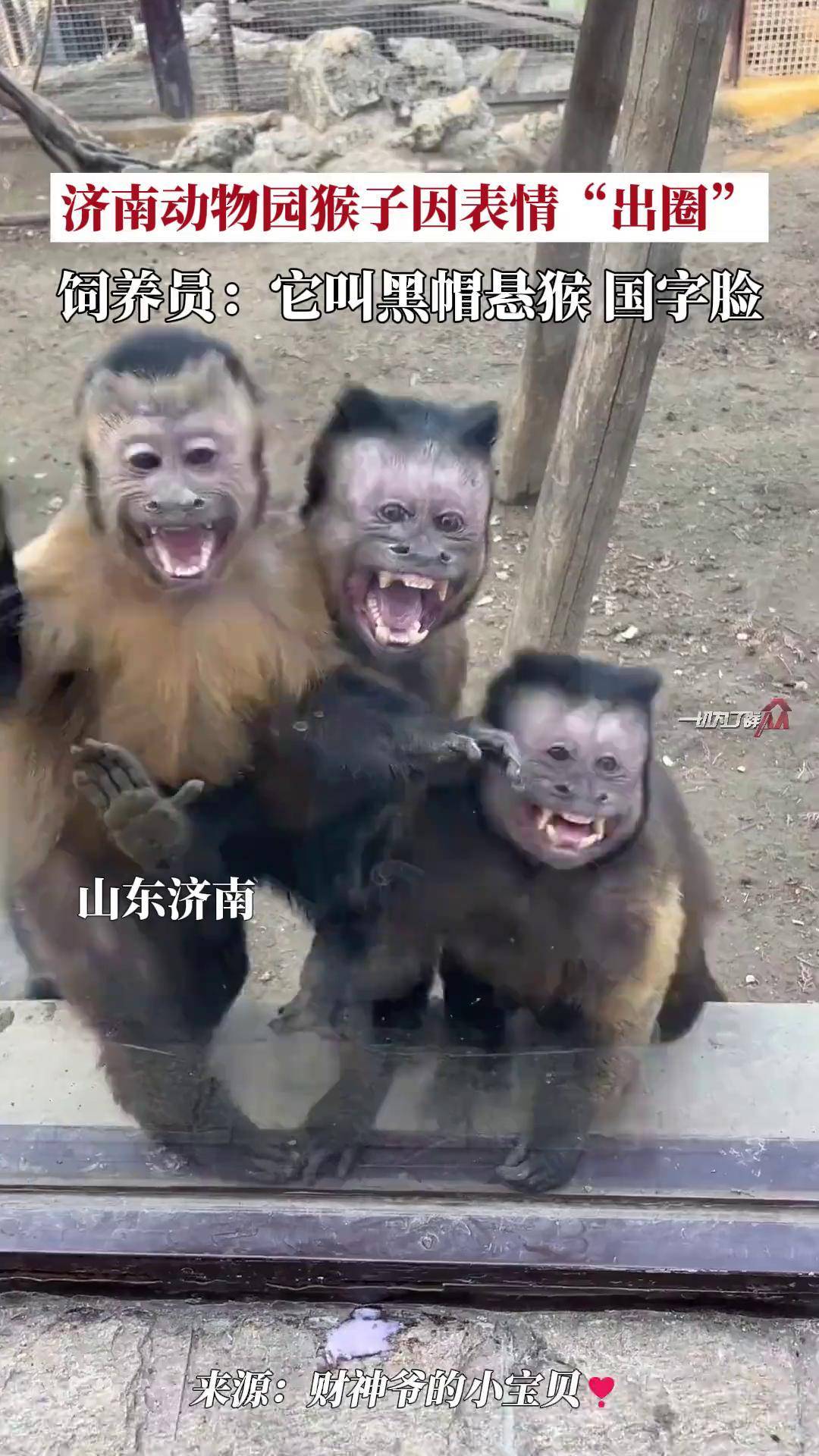 ,山东济南,济南动物园猴子因表情"出圈",饲养员:它叫黑帽悬猴
