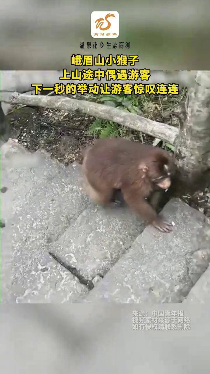 猴子一秒四棍图片