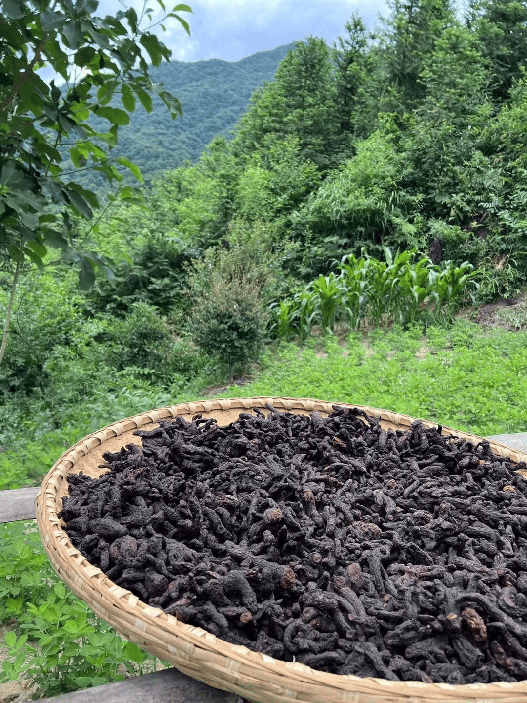 补肾的中草药图片(补肾中草药图片与名称)