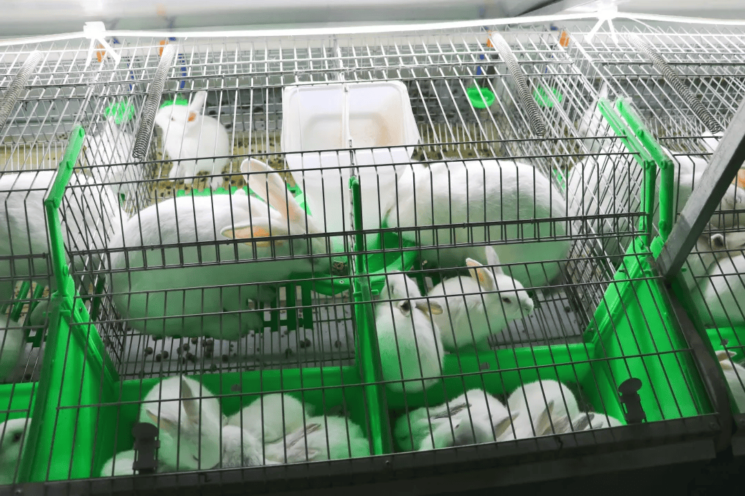 致富经兔子养殖技术视频(致富经兔子养殖视视频播放)