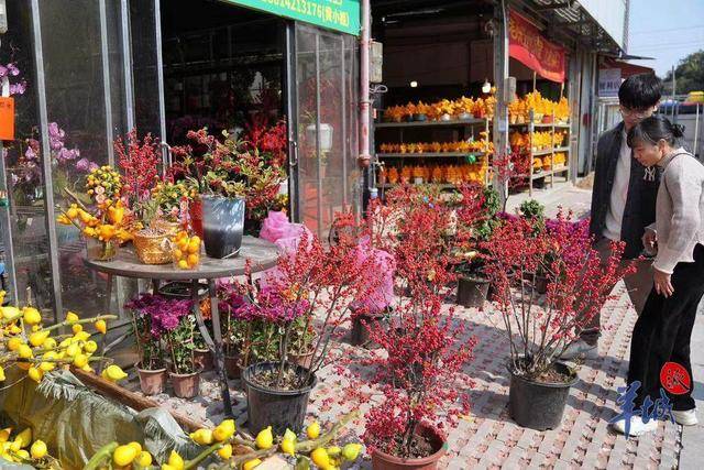 广州荔湾开启水陆花市盛宴“双花篮”将亮相传统迎果博app春花市｜聚“……(图9)