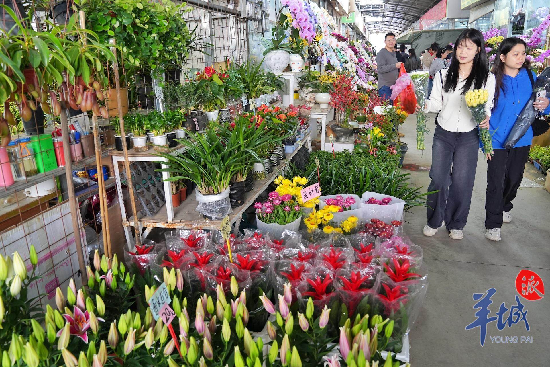 广州花卉市场砸花图片