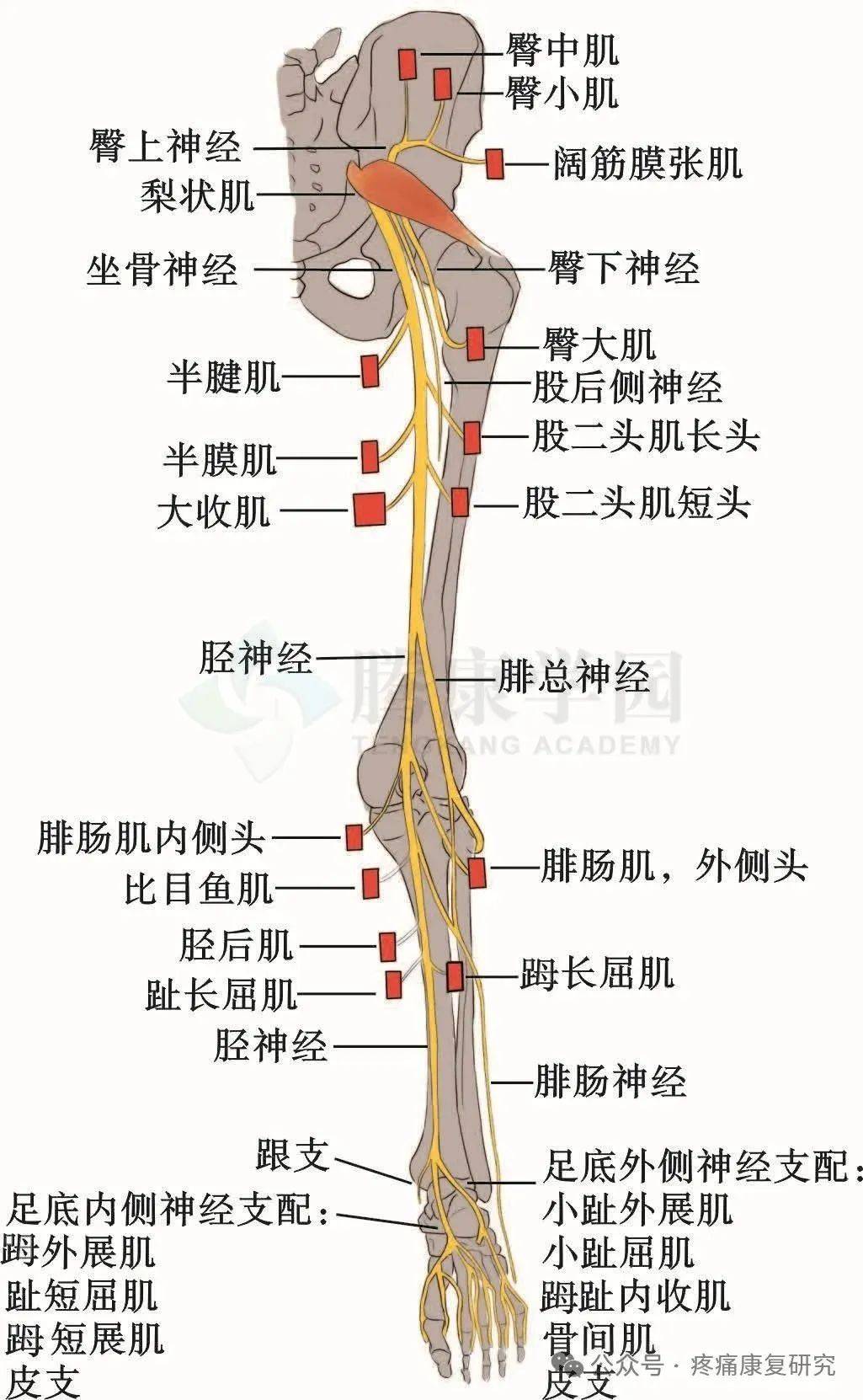 关键是掌握 腰骶丛神经>