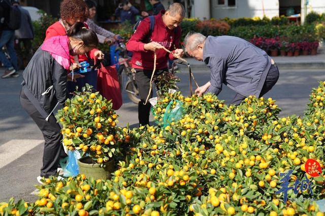 果博app图集｜“水陆空”年味齐放广州荔湾邀你共赏永不落幕花市盛宴(图8)